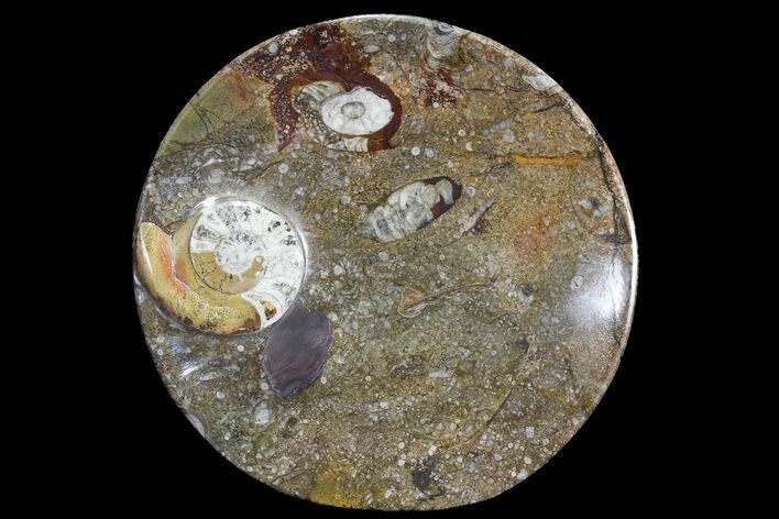 Round Fossil Goniatite Dish #73985